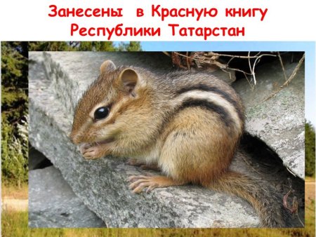 Животные красной книги Татарстана