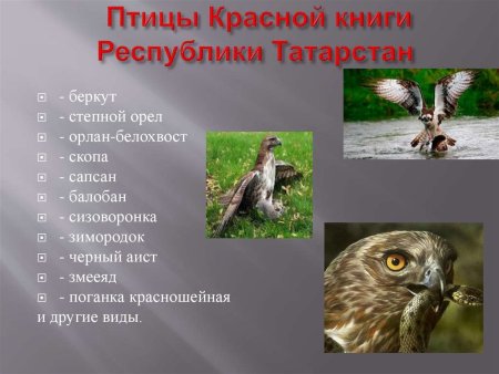 Животные занесенные в красную книгу Татарстана