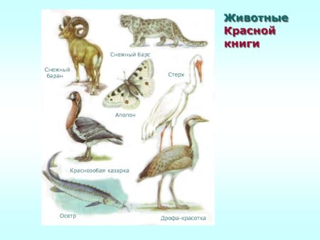 Рисунки животных которые внесены в красную книгу России