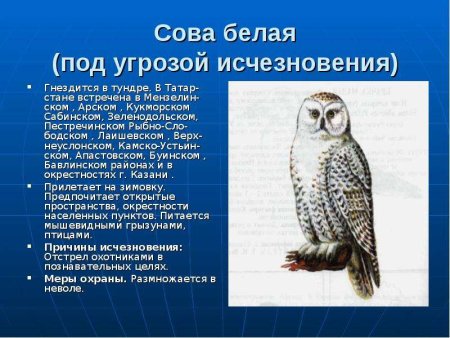 Птицы Татарстана занесенные в красную книгу Татарстана