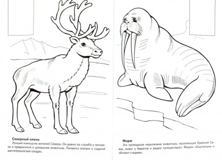 Плакат животные красной книги