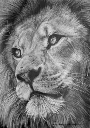 Лев карандашом эскиз