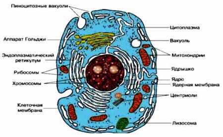 Строение клетки животного с органеллами