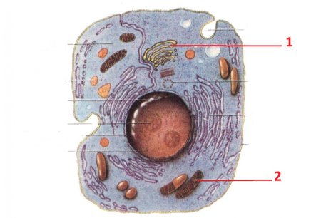 Структура эукариотической животной клетки