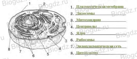 Клетка без подписей органоидов