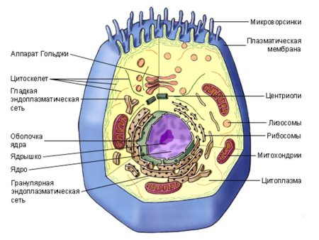 Строение эукариотической клетки животного