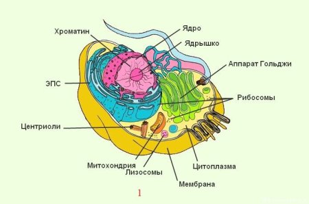Строение органелл животной клетки