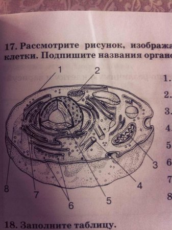 Животная клетка с подписанными органоидами