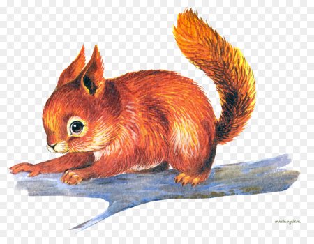 Белка рисунок