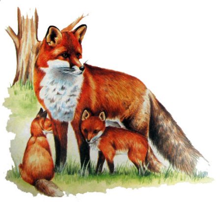 Дикие животные картинки для детей