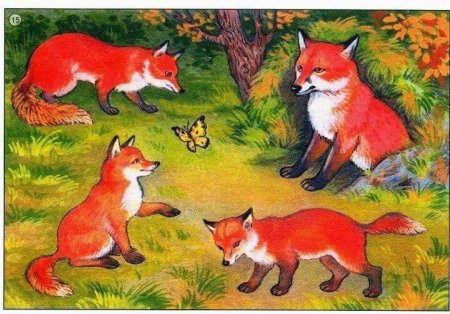 Семьи диких животных для детей