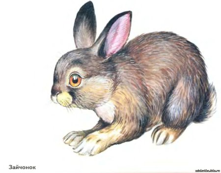 Заяц для детского сада