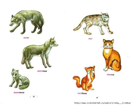 Назвать диких животных и их детенышей