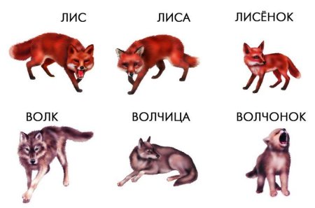 Дикие животные и их Детеныши