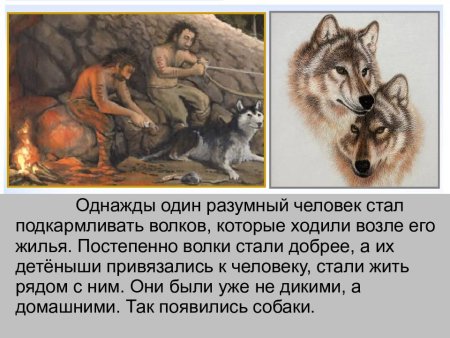 Легенды и мифы о животных