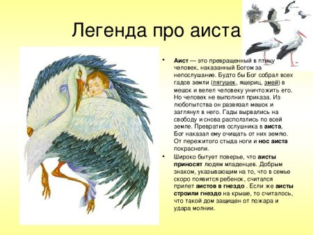 Мифы про аистов