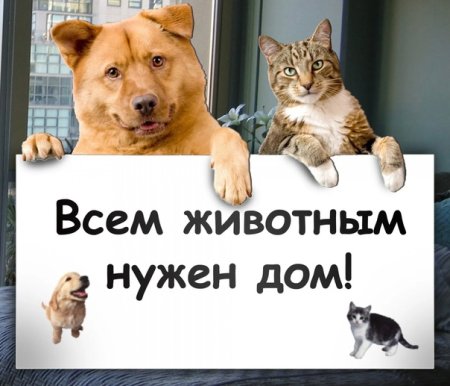 Всем животным нужен дом рисунки
