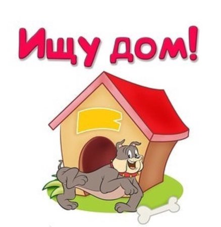 Собака ищет дом надпись