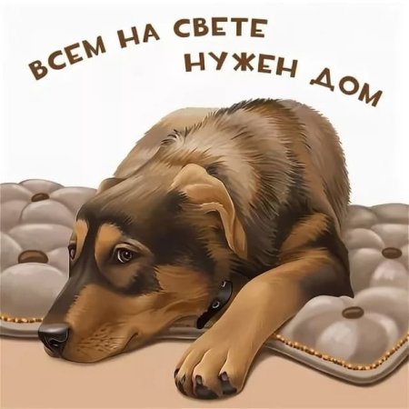 Собаке нужен дом