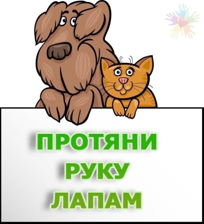 Акция протяни руку лапам