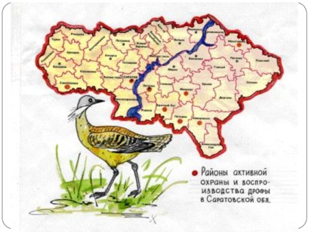 Растения и животные Саратовской области занесенные в красную книгу