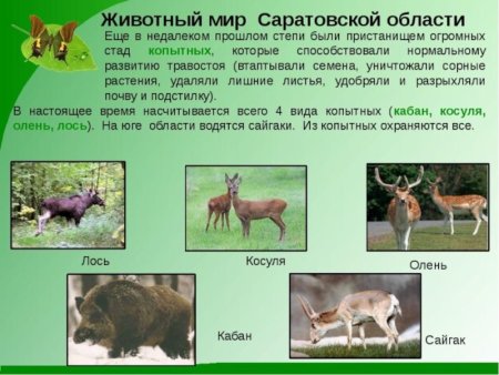 Животные Сурского края