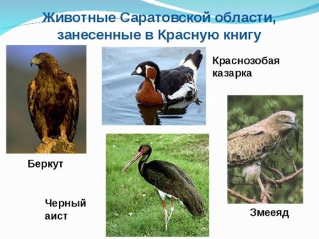 Животные Саратовской области занесенные в красную книгу