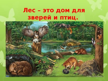 Лес дом для животных и птиц