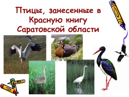 Ильменский заповедник животные Лось
