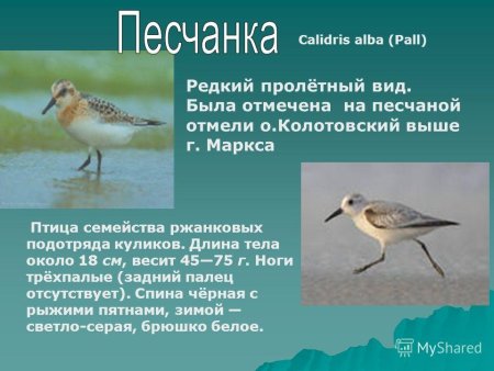 Дикие животные Саратовской области