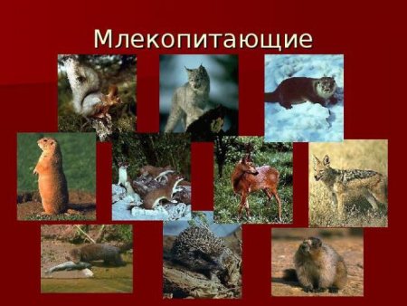 Природа Саратовской области животные