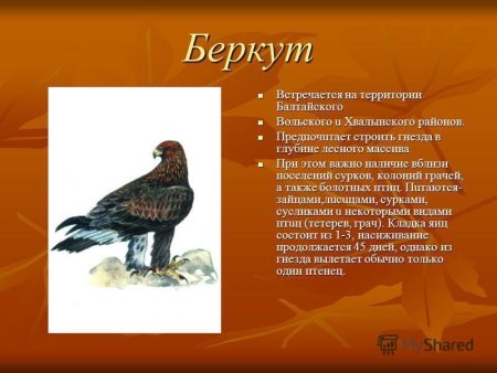 Животные красной книги Кречетка
