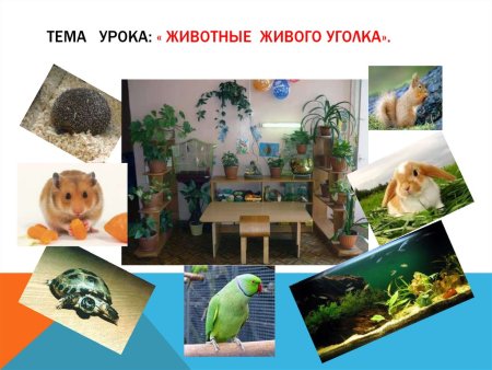 Дети в живом уголке