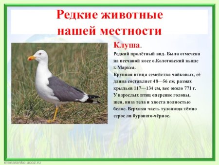 Рисование косули для детей
