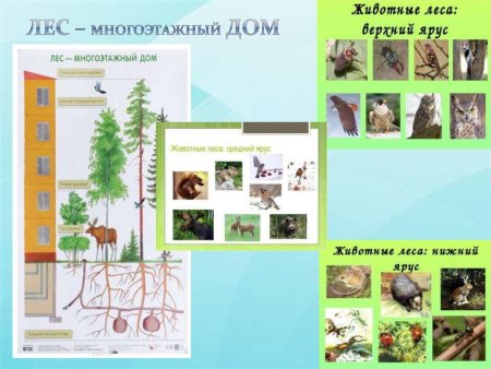Модель лес многоэтажный дом старшая группа