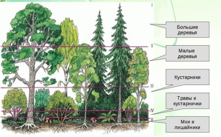 Этажи леса ярусность в лесу