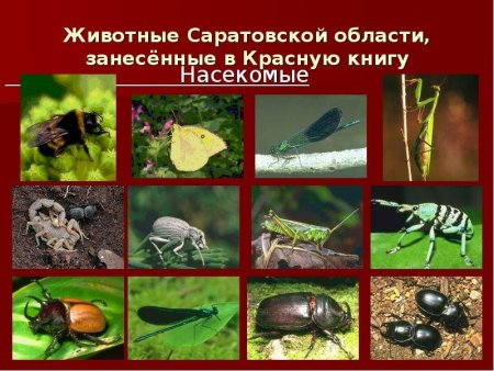 Животные красной книги рисовать