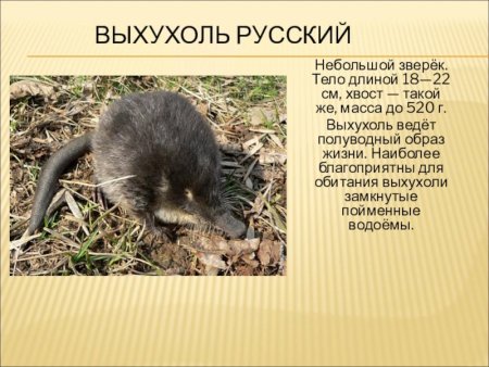 Косуля карандашом