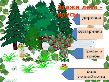 Ярусы леса для дошкольников