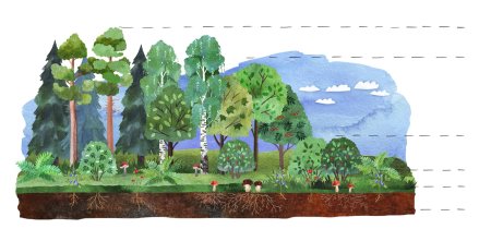 Ярусы этажи леса