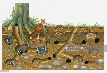 Подземные обитатели