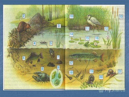 Обитатели водоемов