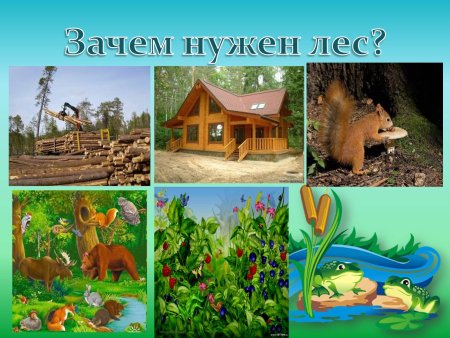 Презентация лес для дошкольников