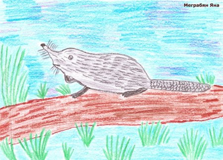 Выхухоль детский рисунок