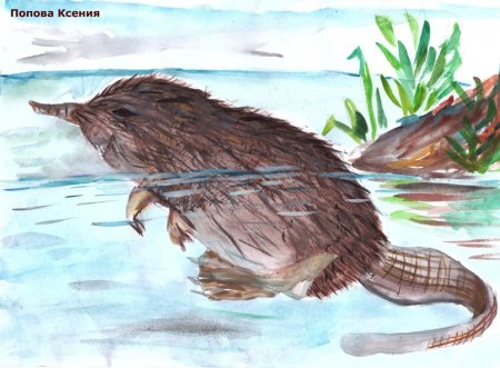 Воронежский заповедник выхухоль