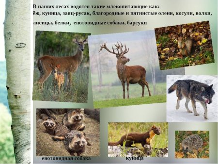 Обитатели лесов Воронежской области