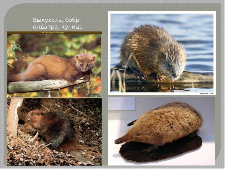 Животные Воронежской области