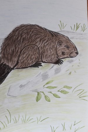 Речной Бобр