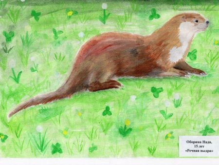 Рисунки детей из красной книги