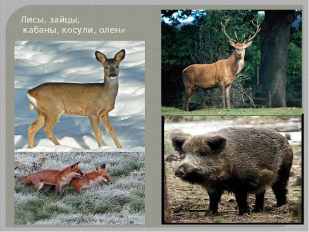 Растительный и животный мир Воронежской области